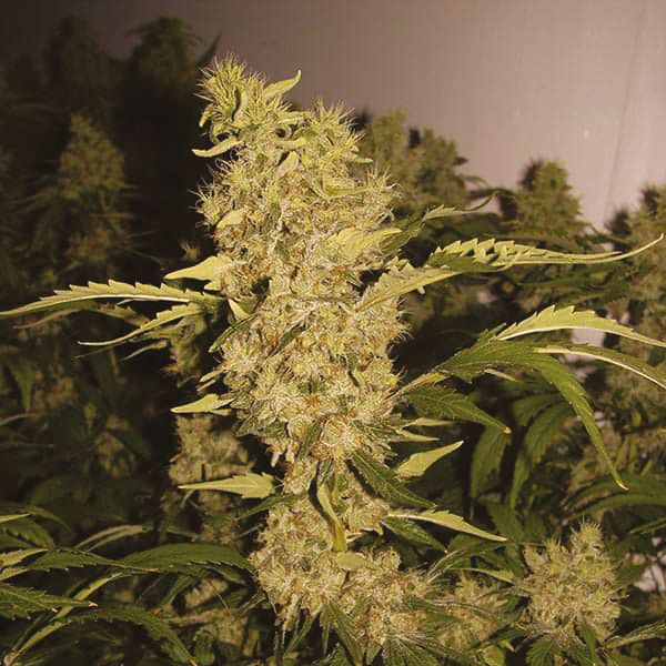 Bubblegum x Haze Fem