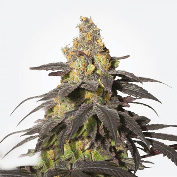 Buy Purple Urkle Seeds 