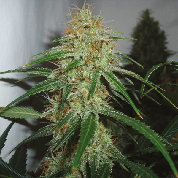 Buy Northern LIghts 5 x Amnesia Haze Seeds for sale 