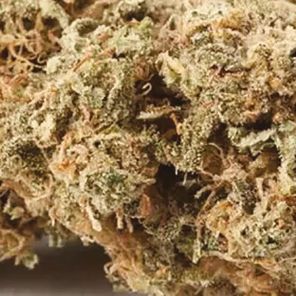 Girl Scout Cookies x Jack Herer Fem