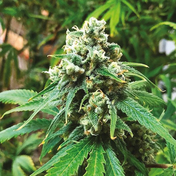 Jack Herer x Skunk Fem