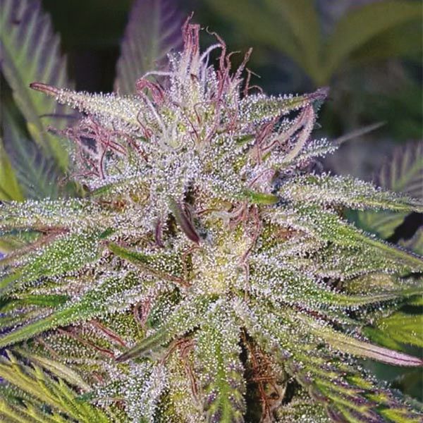 Humboldt Fem Humboldt Fem