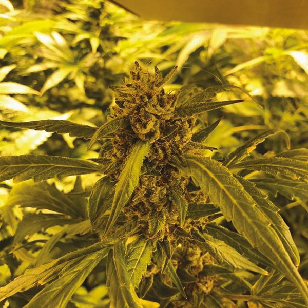 Auto Blue Cream Cheese Fem Auto Blue Cream Cheese Fem