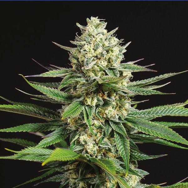 CBD OG Kush 1 to 15 Fem CBD OG Kush 1 to 15 Fem