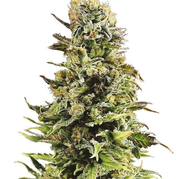 Super Skunk auto seeds for sale 