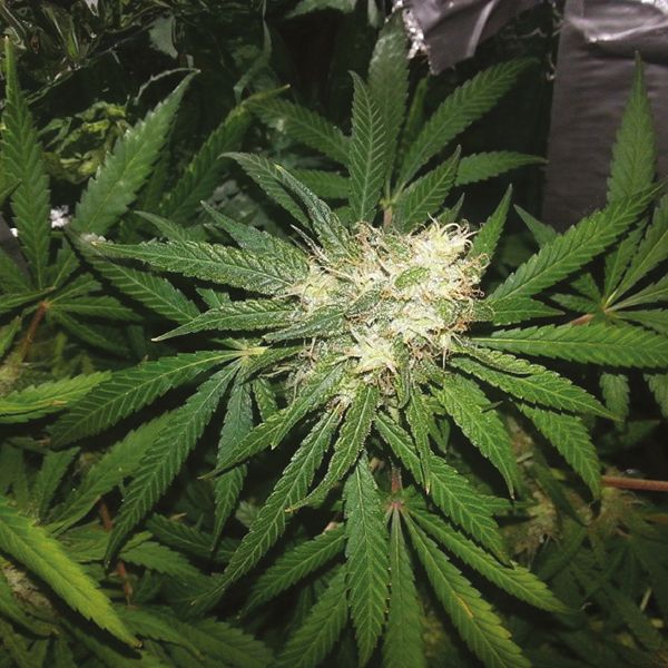 Tijuana Seeds 