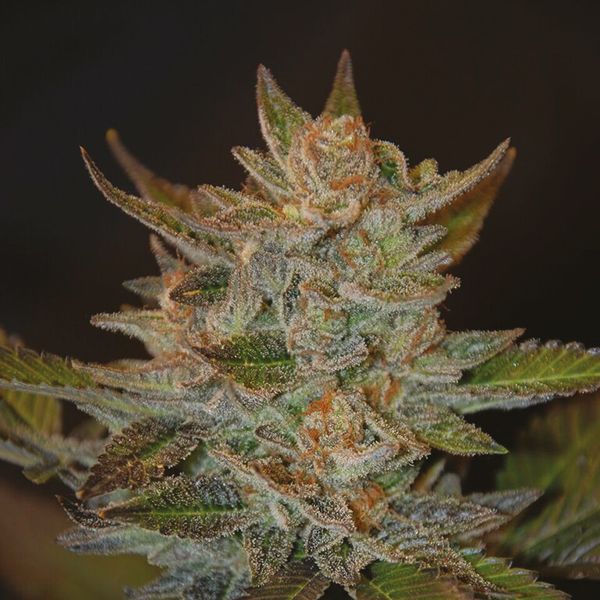 Blue OG Fem Blue OG Fem