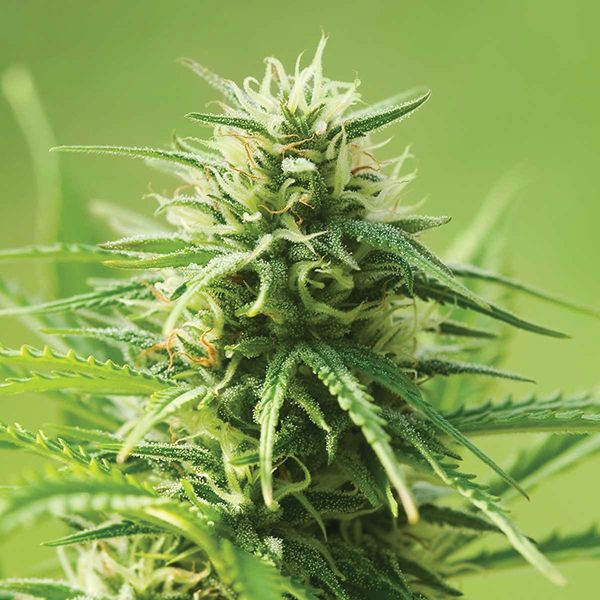 Auto AK47 Fem Auto AK47 Fem