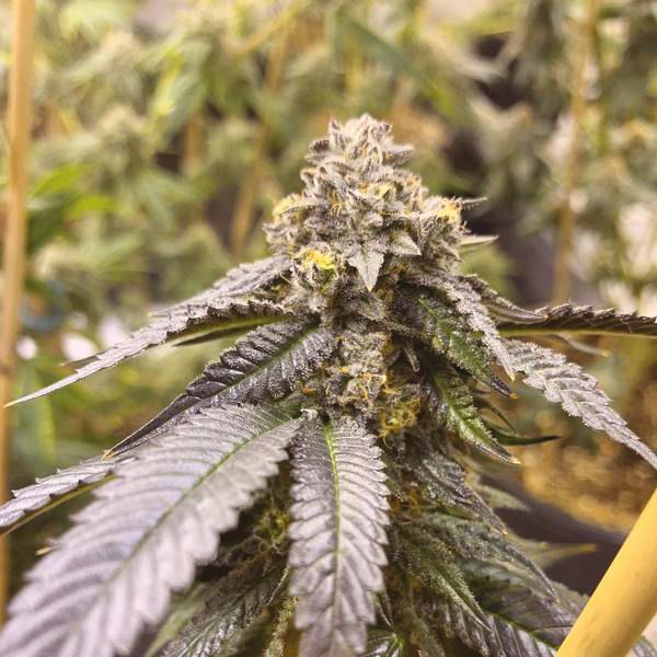 L.A. Confidential Fem L.A. Confidential Fem