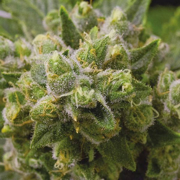 Blueberry Head Band Fem Blueberry Head Band Fem