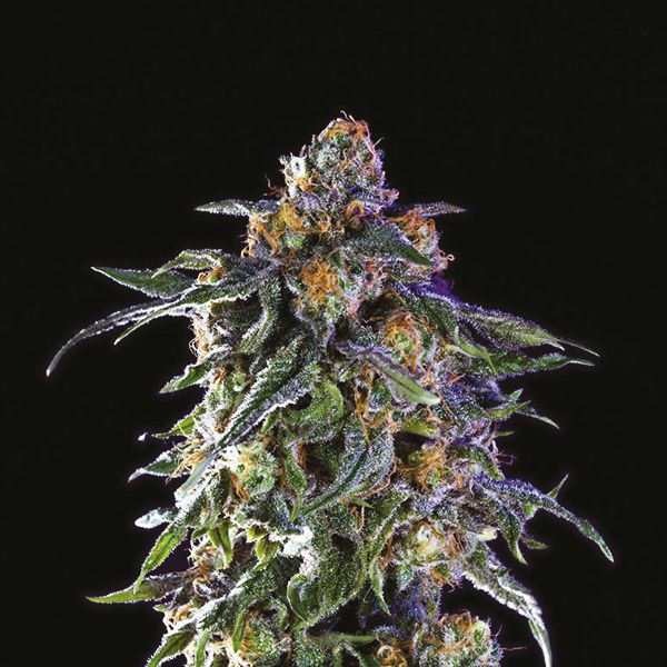 Grandaddy Purple Fem Grandaddy Purple Fem