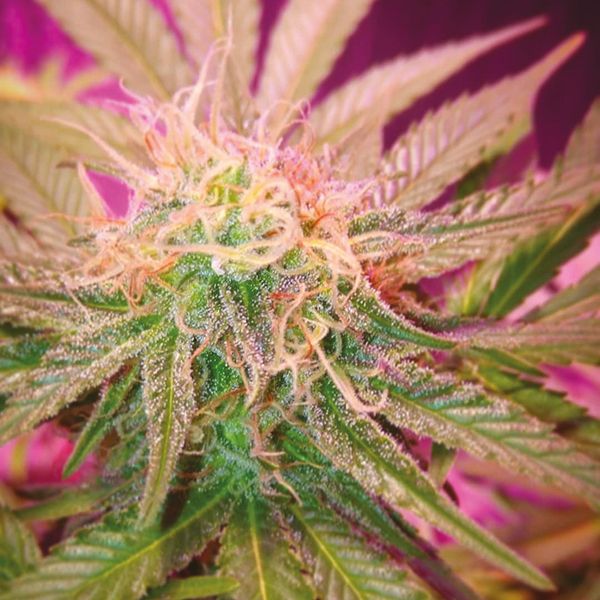 Somango Fem Somango Fem