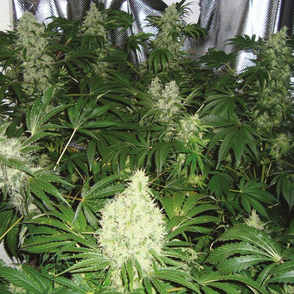 AK 47 Fast Fem AK 47 Fast Fem