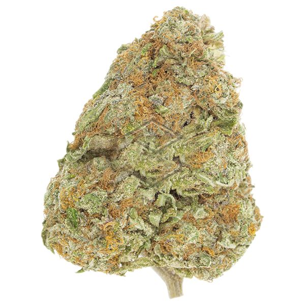 Grapefruit Fem Grapefruit Fem