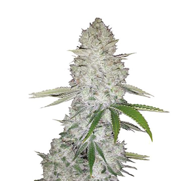 Buy auto Critical x Gorilla Glue Strain Seeds in the USA 
