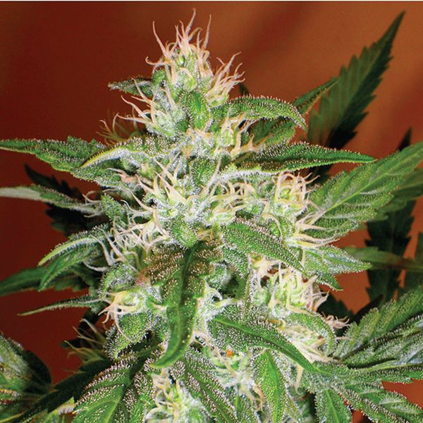 Auto AK47 Fem Auto AK47 Fem