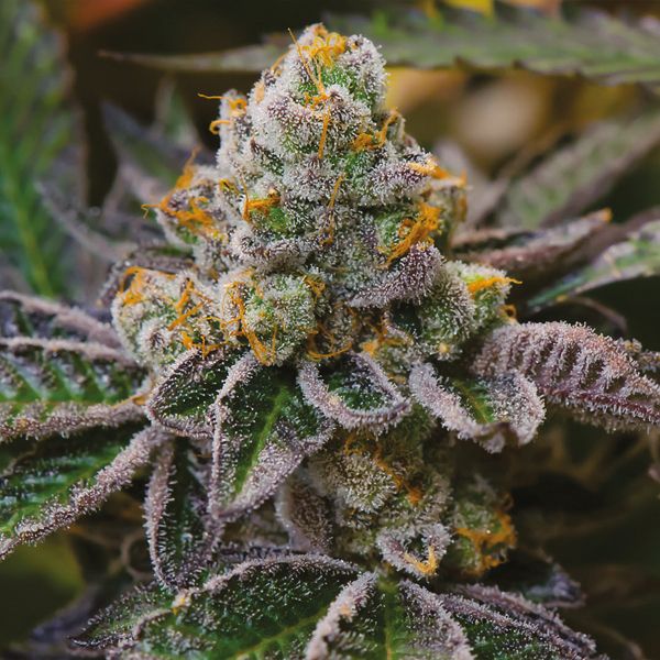 Girl Scout Cookies Fem