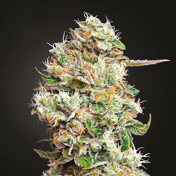 Autoflower CBD Kush Strain Seeds 
