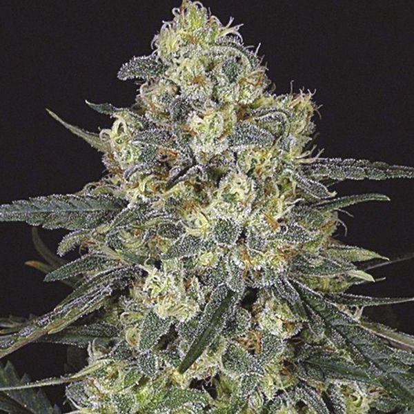 Blueberry Badazz OG Fem