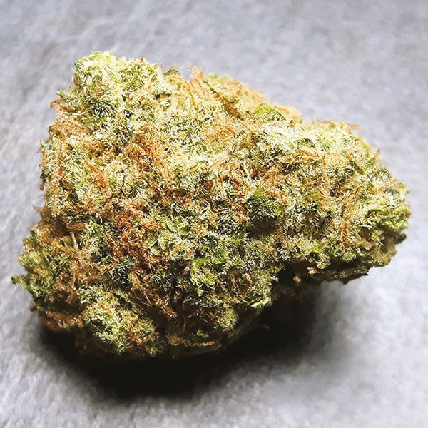 Cinderella99 x Tangilope Fem Cinderella99 x Tangilope Fem