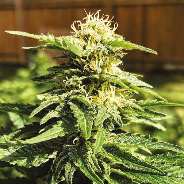 White Rhino Fem White Rhino Fem