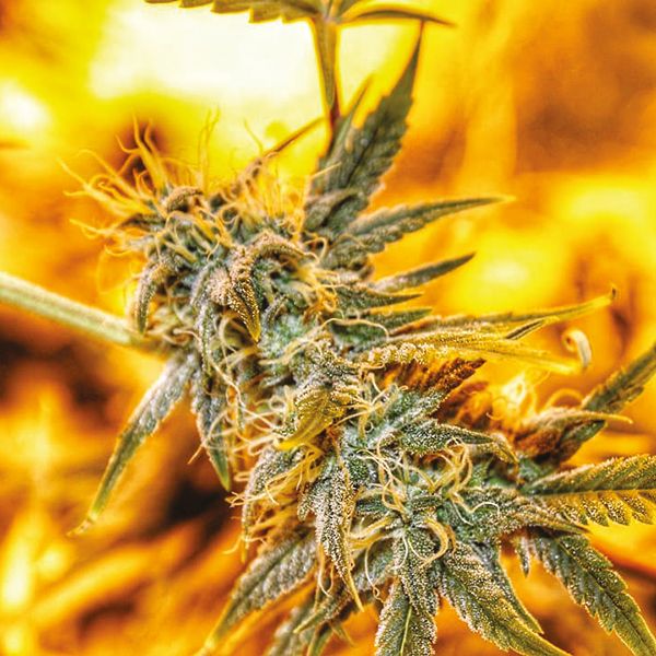 Auto OG Kush Fem Auto OG Kush Fem