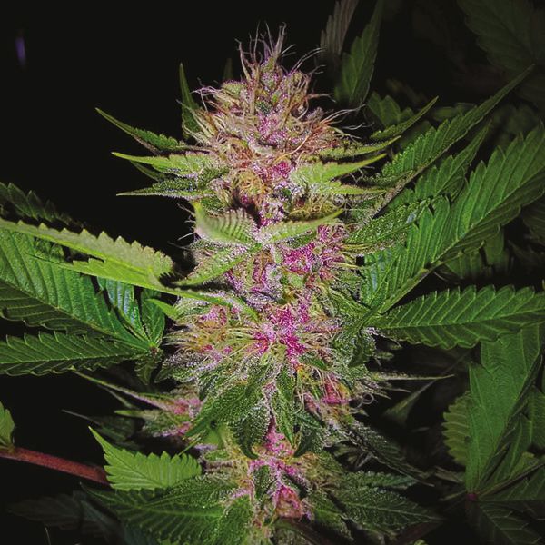 Buy Blueberry Strain Seeds in the USA 