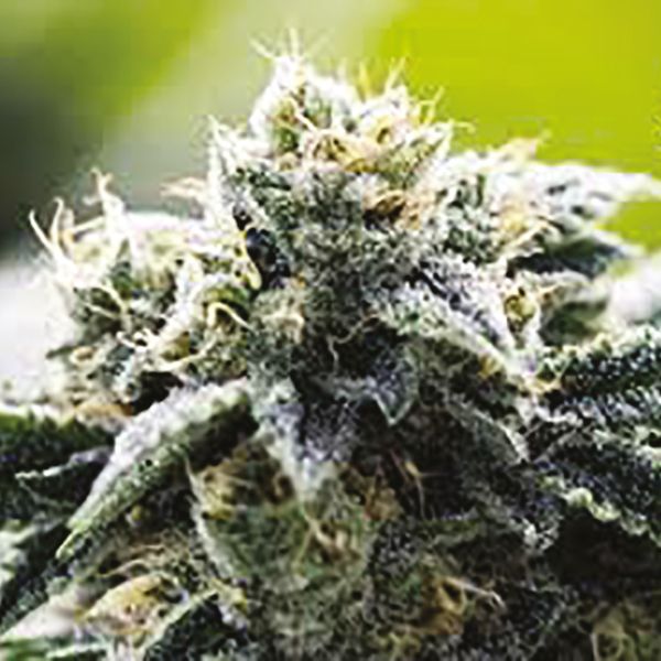 Legend OG Fem Legend OG Fem