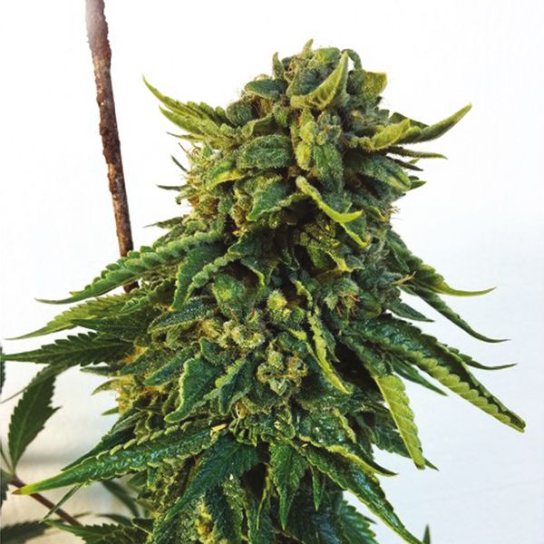 Bruce Banner x White Russian Fem Bruce Banner x White Russian Fem