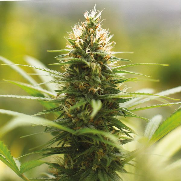 Auto Jack Herer Fem Auto Jack Herer Fem