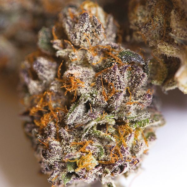 MK Ultra Fem MK Ultra Fem