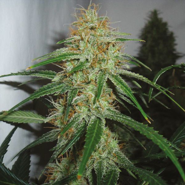 Northern Lights 10 x Amnesia Haze Fem