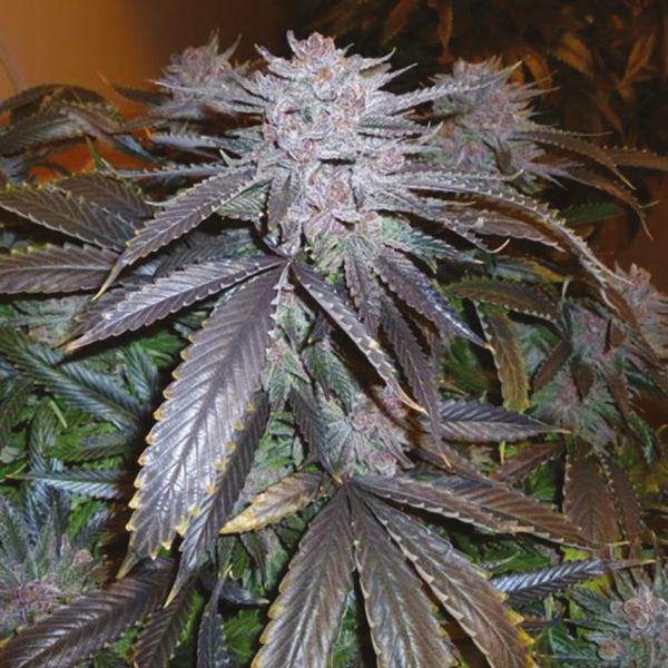 Black Water Purple OG Cheese Fem