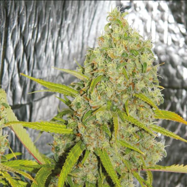 Orange Bud Fem Orange Bud Fem