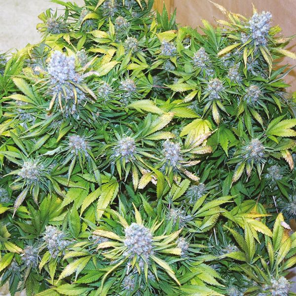 Chronic Widow Fem Chronic Widow Fem