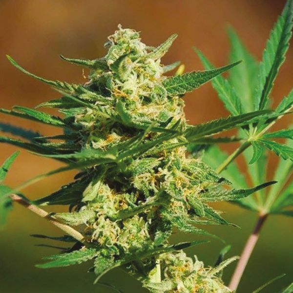 Buy Critical x Northern Lights Autoflower Marijuana Seeds