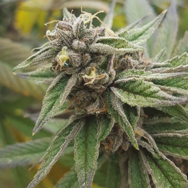 Amnesia x Nicole Kush Fem