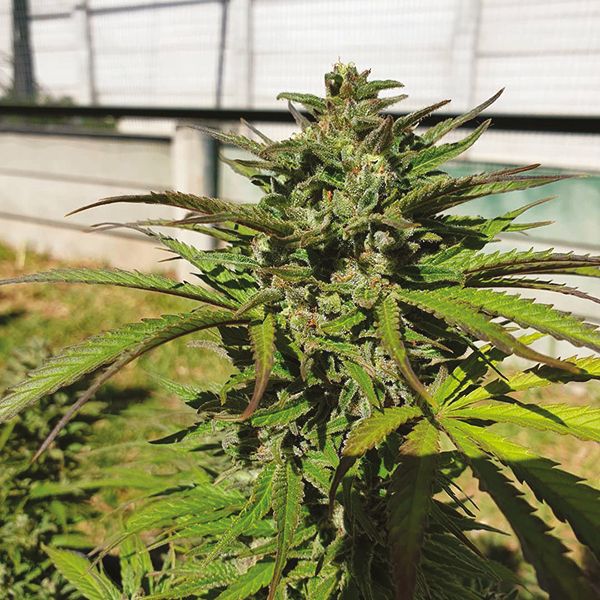 Auto Super Silver Haze Fem Auto Super Silver Haze Fem