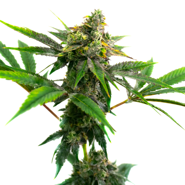 Sweet Island Fem