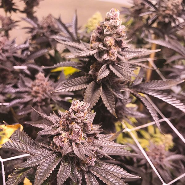 Tropicana Cookies Purple Fem Tropicana Cookies Purple Fem