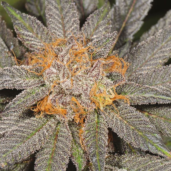 Grandaddy Purple Fem Grandaddy Purple Fem