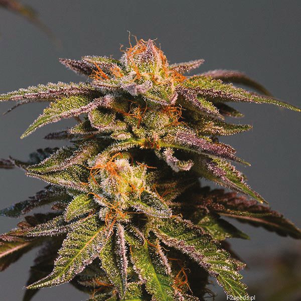 LA Confidential Afghan Kush strain seeds USA 