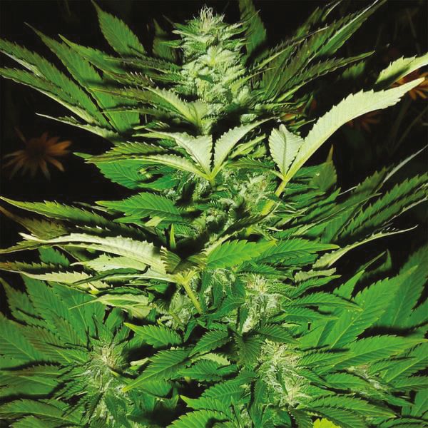 Buy CBD Lemon Seeds online USA 