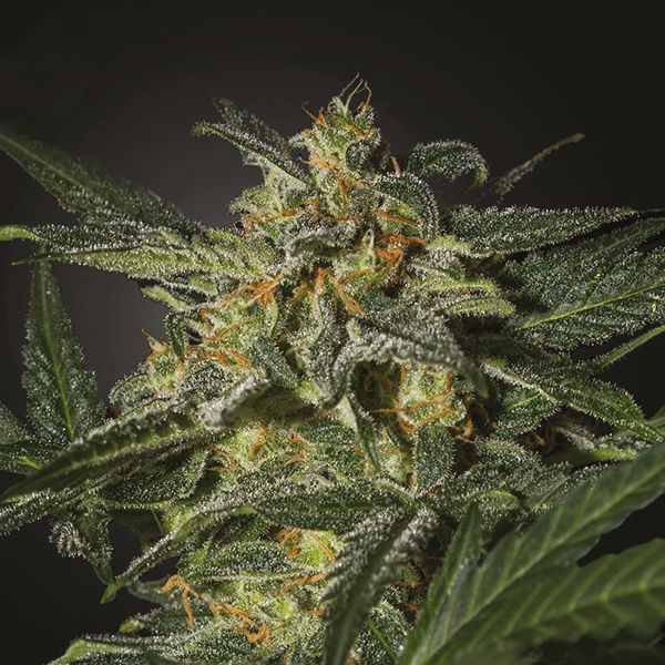 Auto White Widow Fem Auto White Widow Fem