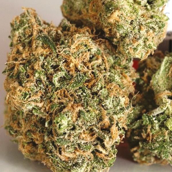 Humboldt Fem Humboldt Fem