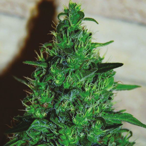 Auto Critical x AK47 Fem