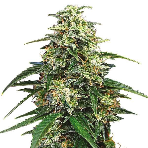 Buy Amnesia Seeds For Sale 