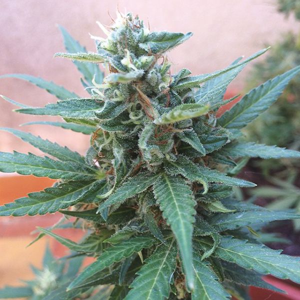 Auto Blue Amnesia Fem Auto Blue Amnesia Fem