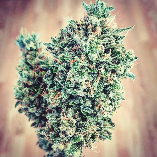 Auto Critical x Cream Cheese Fem Auto Critical x Cream Cheese Fem