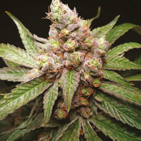 purple kush for sale 